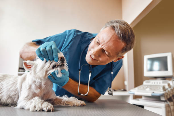Best Emergency Dentist for Lost Fillings or Crowns in Randleman, NC